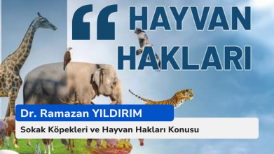 Sokak Köpekleri ve Hayvan Hakları Konusu